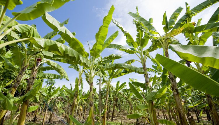 Le françois Martinique